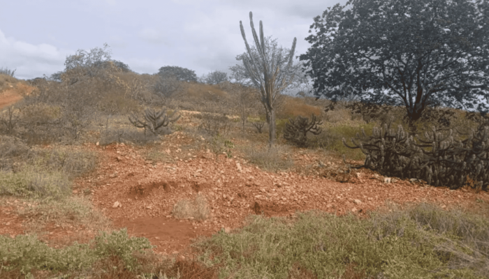 Blog Mais Araripe - Ouricuri