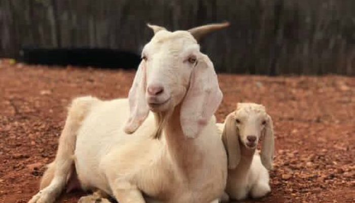 Blog Mais Araripe - Ouricuri