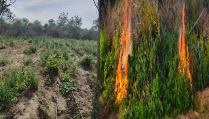 Blog Mais Araripe - Ouricuri