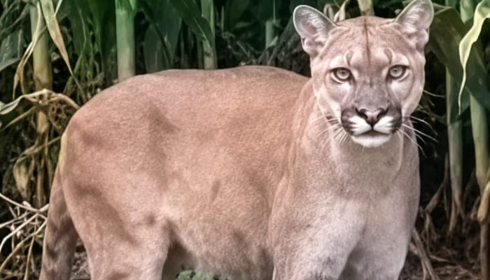 Blog Mais Araripe - Ouricuri