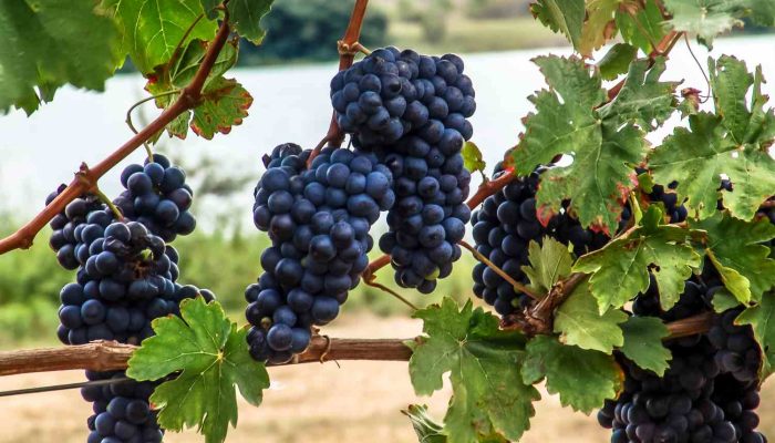 Blog Mais Araripe - Ouricuri