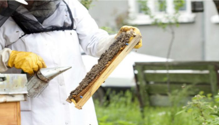 Blog Mais Araripe - Ouricuri