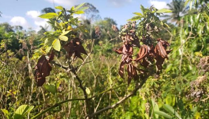 Blog Mais Araripe - Ouricuri